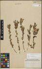 Foto von Salix repens subsp. incubacea (L.) A. Neumann